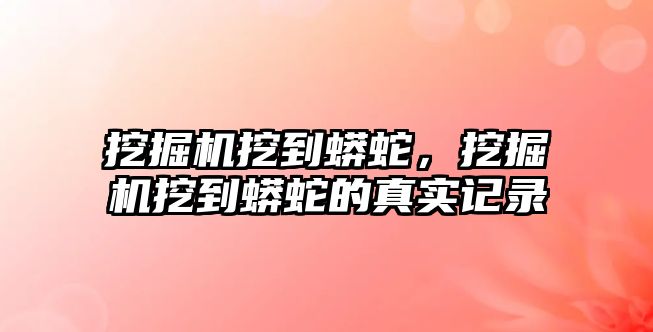 挖掘機挖到蟒蛇，挖掘機挖到蟒蛇的真實記錄